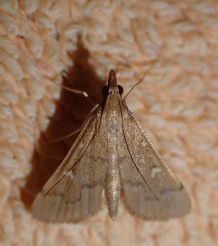 Réf. 191 474 : Dolicharthria punctalis